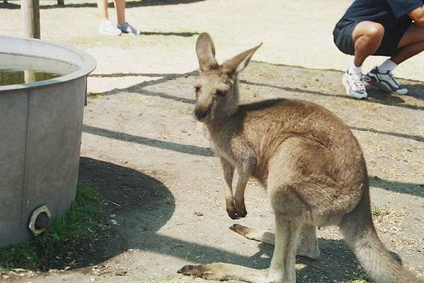 2001_Phillip_Island_01