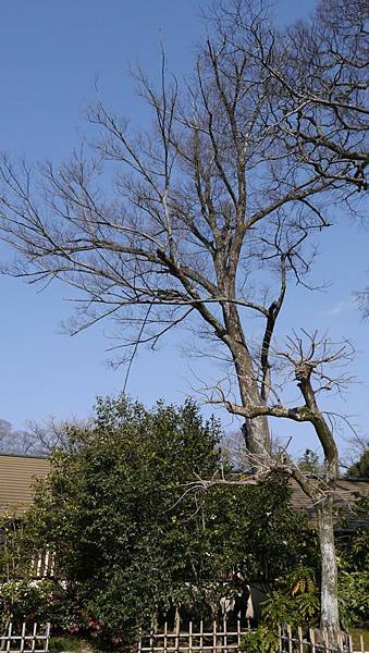 20140131_Kansai_Lumix_023.jpg