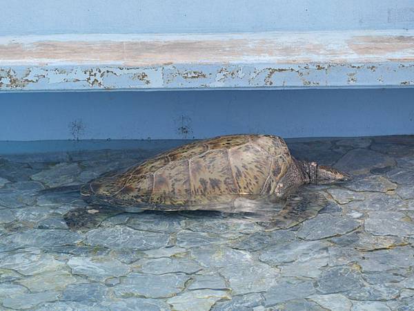 20140501_Okinawa_Simba_235.jpg