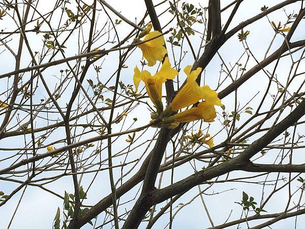 20150302_Chiayi_Trumpet_Flowers_09.jpg