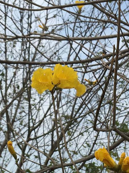 20150302_Chiayi_Trumpet_Flowers_10.jpg