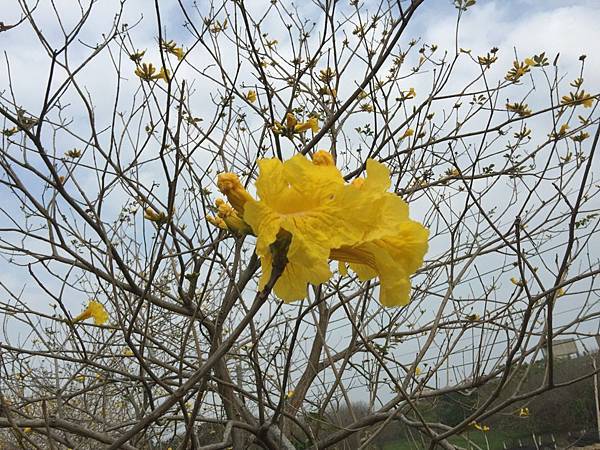 20150302_Chiayi_Trumpet_Flowers_13.jpg