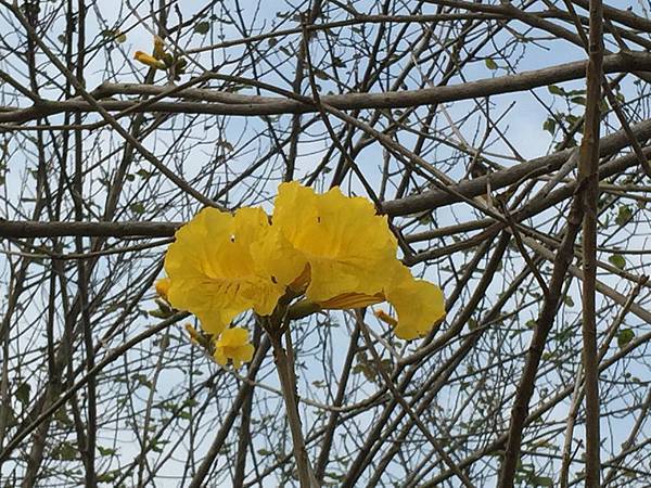 20150302_Chiayi_Trumpet_Flowers_11.jpg