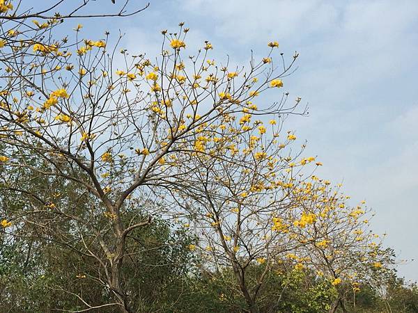 20150302_Chiayi_Trumpet_Flowers_18.jpg