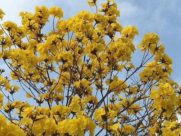 20150302_Chiayi_Trumpet_Flowers_26.jpg