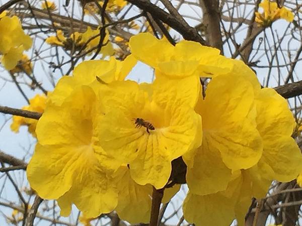 20150302_Chiayi_Trumpet_Flowers_30.jpg