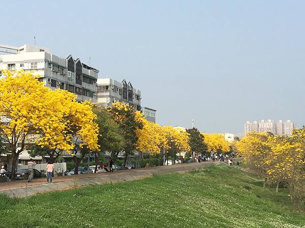 20150302_Chiayi_Trumpet_Flowers_68.jpg