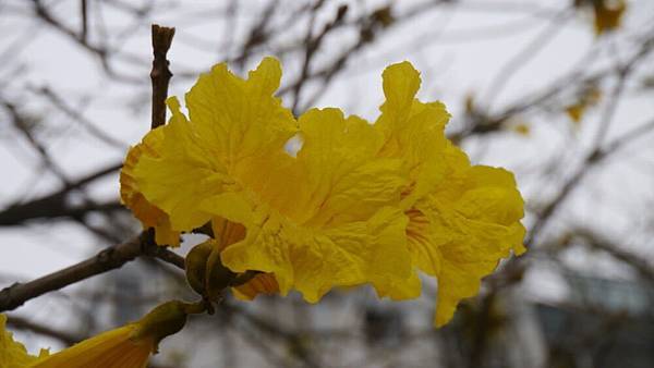 20150313_Golden_Trumpet_Flowers_04.jpg