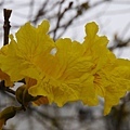 20150313_Golden_Trumpet_Flowers_04.jpg