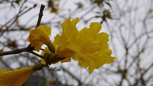 20150313_Golden_Trumpet_Flowers_06.jpg