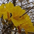 20150313_Golden_Trumpet_Flowers_24.jpg