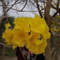 20150313_Golden_Trumpet_Flowers_34.jpg