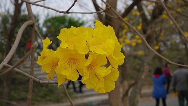 20150313_Golden_Trumpet_Flowers_36.jpg