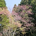 20150318_Alishan_Lumix_022.jpg