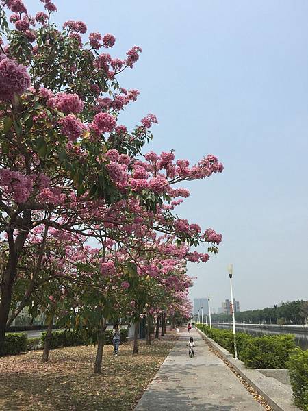 20150324_KHH_Flowers_06.jpg