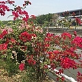 20150324_KHH_Flowers_22.jpg