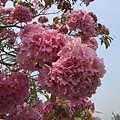 20150324_KHH_Flowers_29.jpg