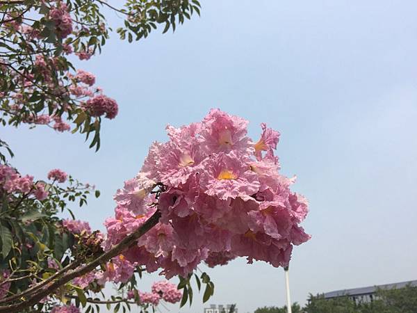 20150324_KHH_Flowers_45.jpg