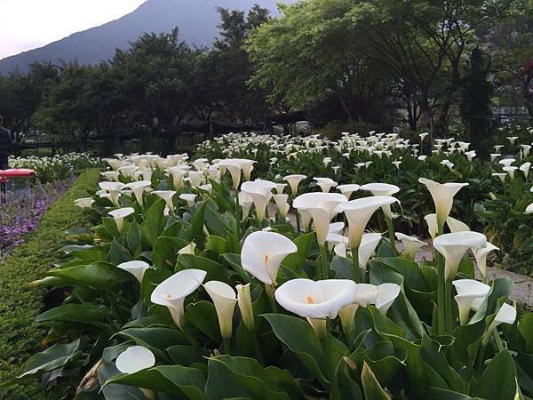 20150330_Yanmingshan_Haoyu_031.jpg