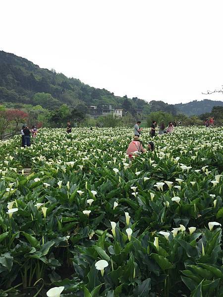 20150330_Yanmingshan_Haoyu_049.jpg