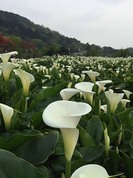 20150330_Yanmingshan_Haoyu_055.jpg