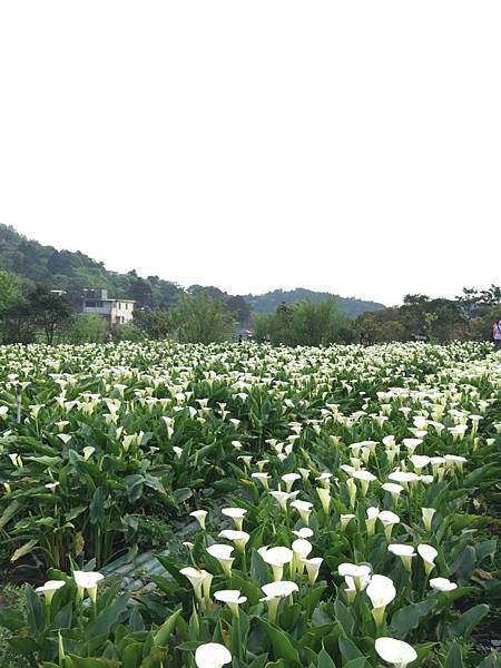 20150330_Yanmingshan_Haoyu_059.jpg