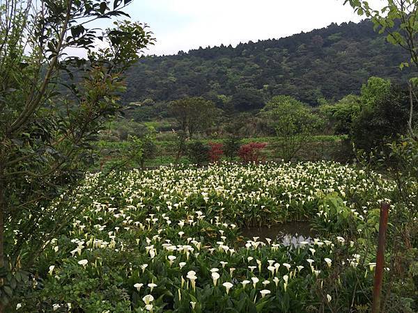 20150330_Yanmingshan_Haoyu_070.jpg