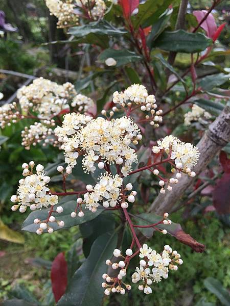 20150330_Yanmingshan_Haoyu_071.jpg