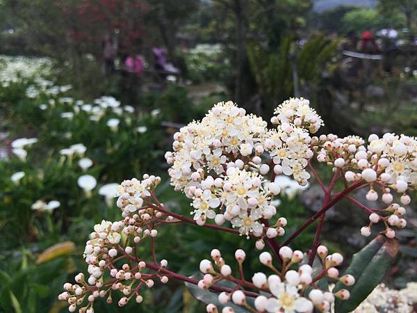 20150330_Yanmingshan_Haoyu_075.jpg