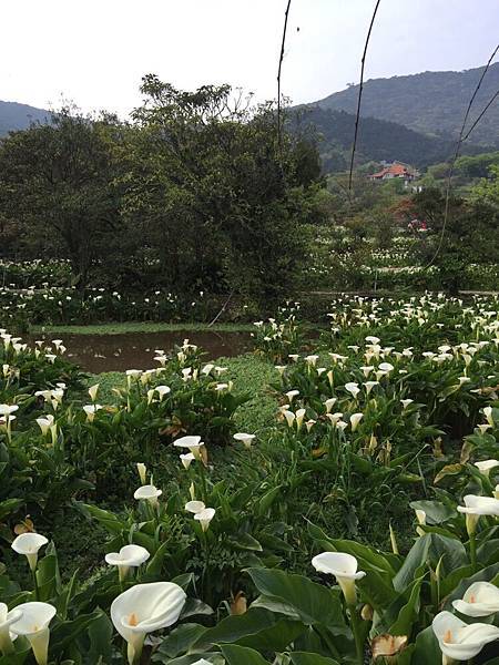 20150330_Yanmingshan_Haoyu_078.jpg