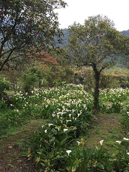 20150330_Yanmingshan_Haoyu_083.jpg