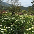 20150330_Yanmingshan_Haoyu_091.jpg