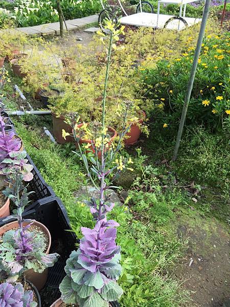 20150330_Yanmingshan_Haoyu_110.jpg