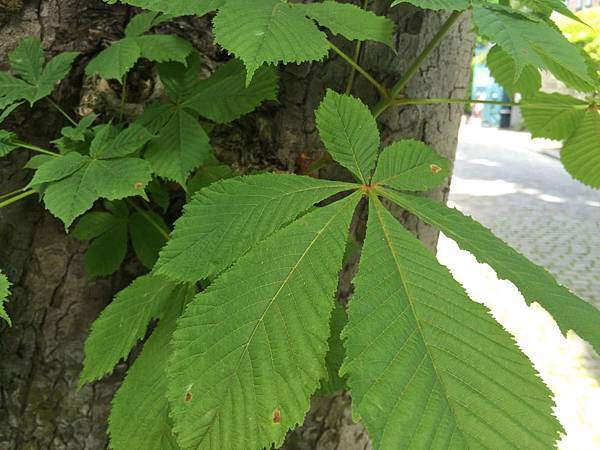 20150528_iPhone_Pere_Lachaise_074.jpg