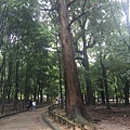 20160908_Nara_Peach_116.jpg