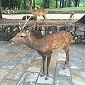 20160908_Nara_Peach_119.jpg