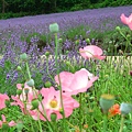 2010_Hokkaido_180.jpg