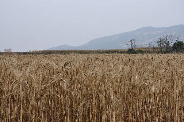 Kinmen_20110501383.jpg