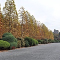 Tokyo_20101126_131.jpg