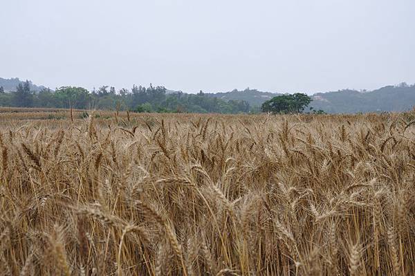 Kinmen_20110501384.jpg