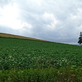 2010_Hokkaido_153.jpg