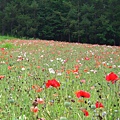 2010_Hokkaido_175.jpg