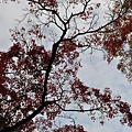 Tokyo_20101126_063.jpg