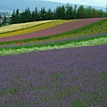 2010_Hokkaido_183.jpg