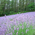 2010_Hokkaido_172.jpg