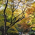 Tokyo_20101128_103.jpg