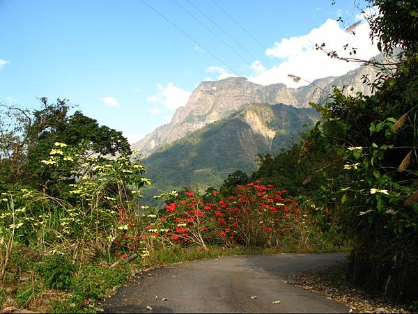 阿里山鄉來吉村附近8.jpg