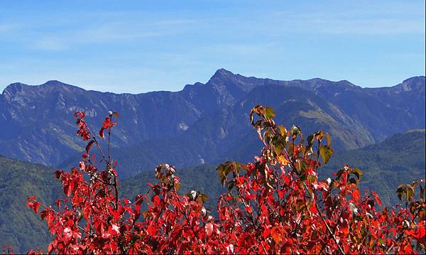 小笠原山06.jpg