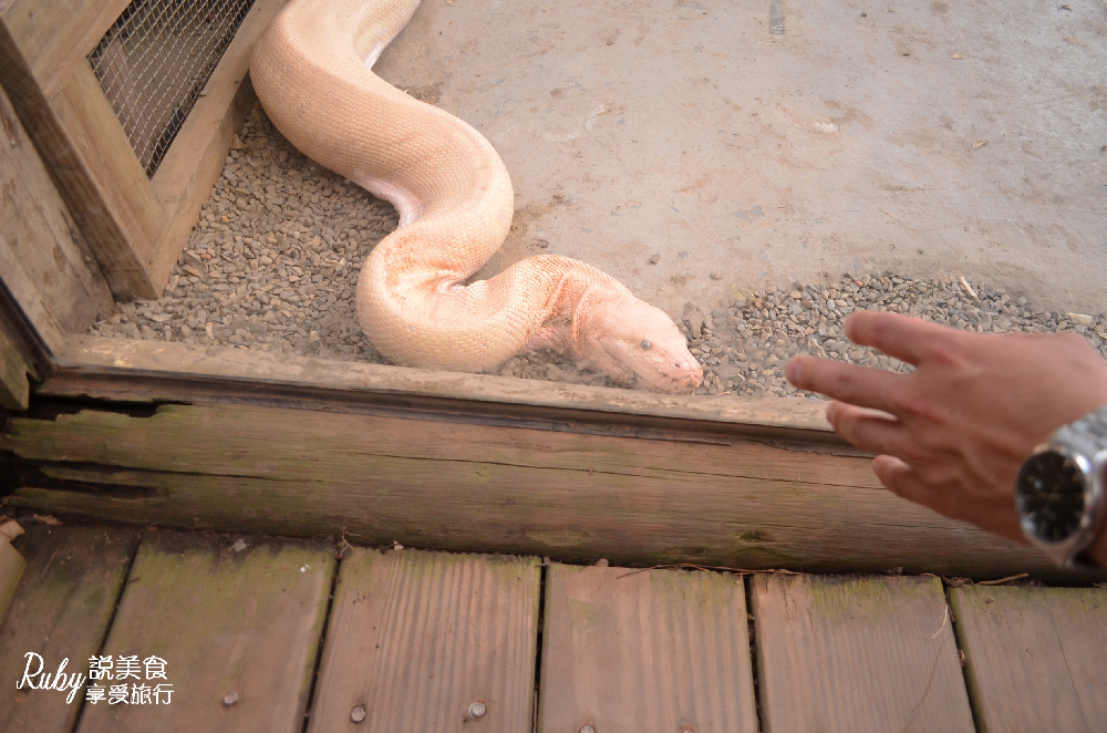 【新竹旅遊親子景點】綠世界生態農場 ，近距離接觸可愛動物，7