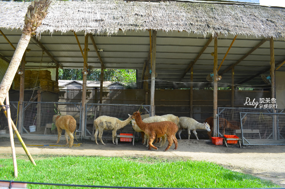 【新竹旅遊親子景點】綠世界生態農場 ，近距離接觸可愛動物，7